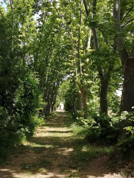 Le Soleil D Eugenie Appartement Dans Residence Avec Piscine Commune Pres De Carcassonne Olonzac Εξωτερικό φωτογραφία